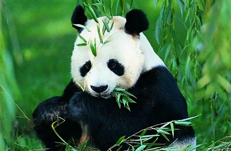 丁真：家在四川 其實(shí)四川很美，現(xiàn)在掉頭去四川還來(lái)得及！