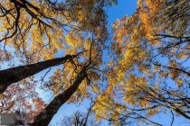 除了看紅葉還能干啥？峨眉山秋季打卡清單，解鎖N種耍法！