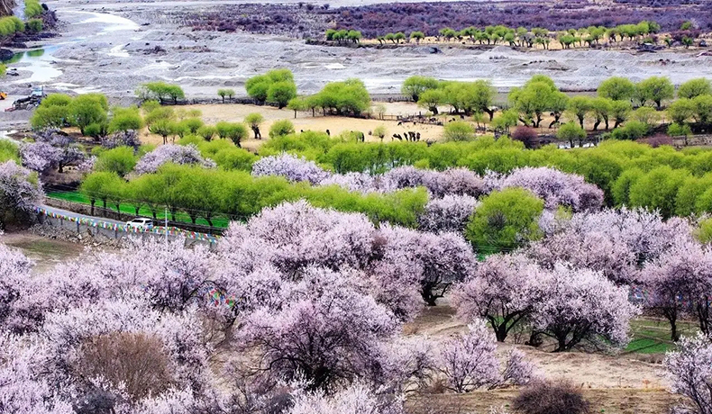 西藏山桃花什么時(shí)候最好看?.webp.jpg