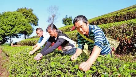 云南春茶開(kāi)采！